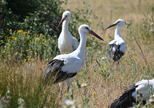 Storks bred at Cotswold Wildlife Park after their release at Knepp (Photo Credit: White Stork Project)