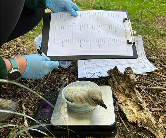 Conservation Officer Beth Peacock weighing newly hatched Stork chick