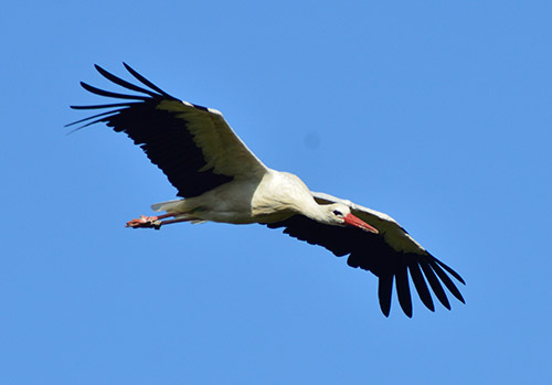 White Storks
