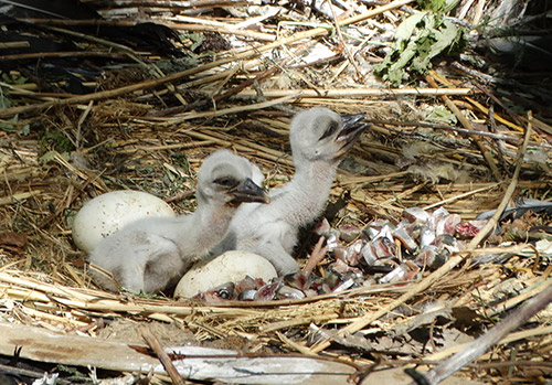 White Stork chicks in the nest