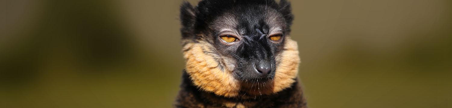 Travel & Directions : Cotswold Wildlife Park and Gardens