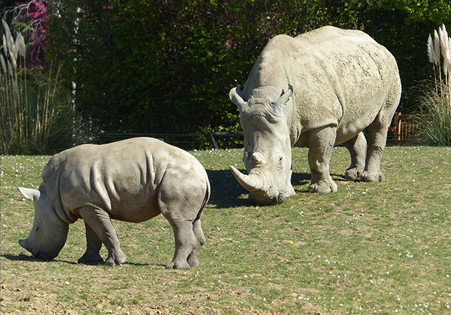 Our current ‘crash’ of nine Southern White Rhinos