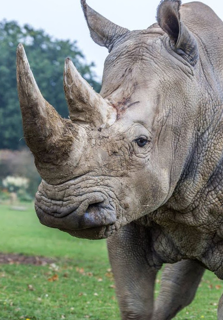 Monty the Rhino