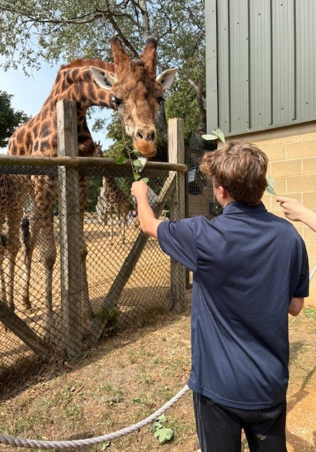 Cotswold Wildlife Park Keeper Academy – Feeding the Giraffes