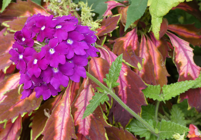 Cotswold Wildlife Park gardens