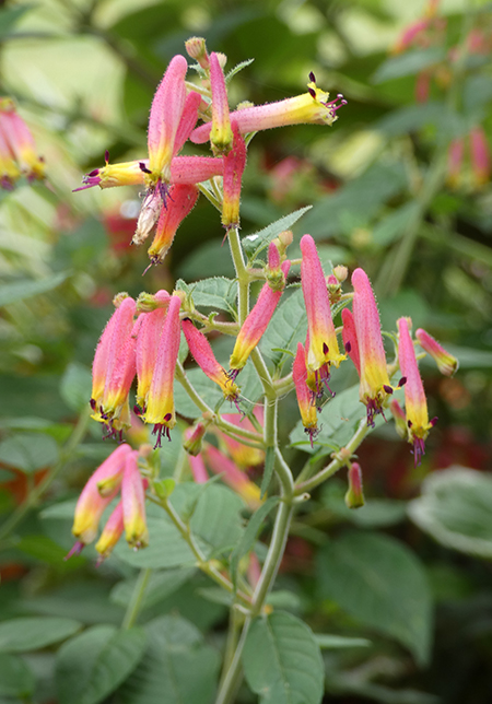 Cotswold Wildlife Park gardens