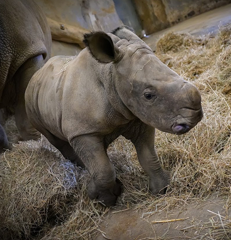 Markus the new baby Rhino