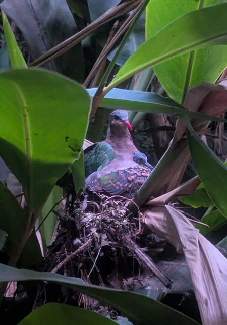 Cotswold Wildlife Park's first Emerald Dove chick (Photo by Bird Keeper Laura)