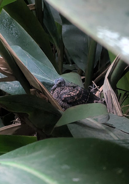 Cotswold Wildlife Park's first Emerald Dove chick (Photo by Bird Keeper Laura)