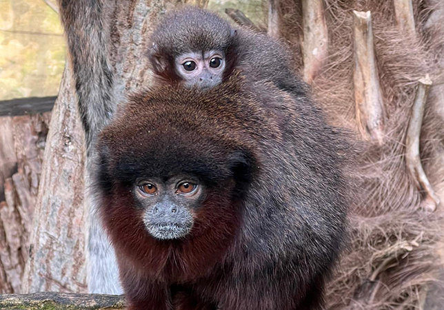 Titi Monkey baby (photo by Primate, Small Mammal and Bird Keeper Sophie)
