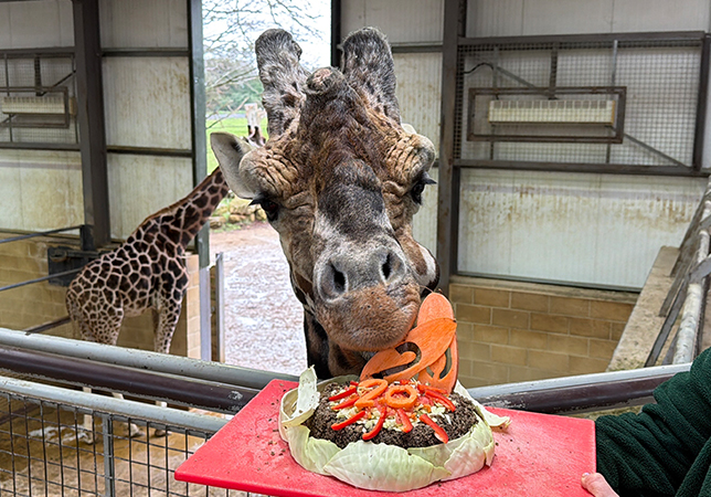 Century eating his birthday cake