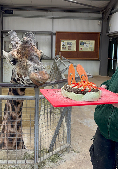 Happy 20th Birthday Century the Giraffe, celebrating with cake