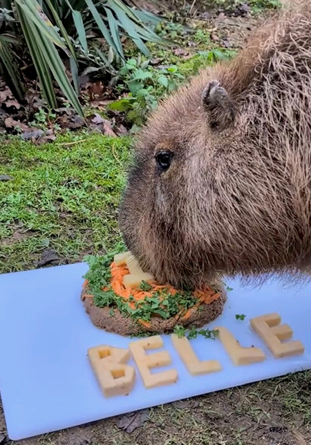 Belle the Capybara celebrating her birthday