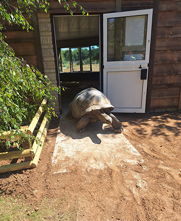 Darwin emerging from his new home