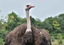 Ostrich – Annabelle