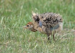 Ostrich chick