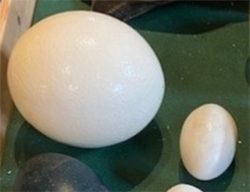Ostrich egg