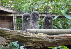Great grey owl chicks
