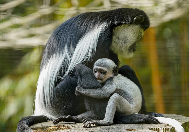 Colobus monkey baby. Photo credit: Rebecca Louise