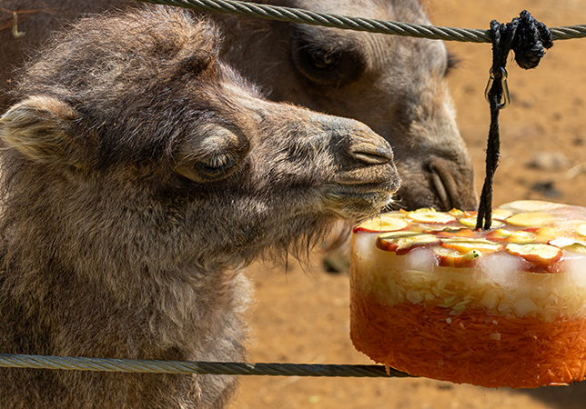 Klaus the Bactrian Camel was born recently. Photo credit: Philip Joyce