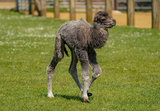 Klaus the baby Bactrian Camel aged one day old. Photo credit: Rebecca Farrow