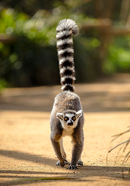 Ring-tailed lemur. Photo credit: Simon Needham
