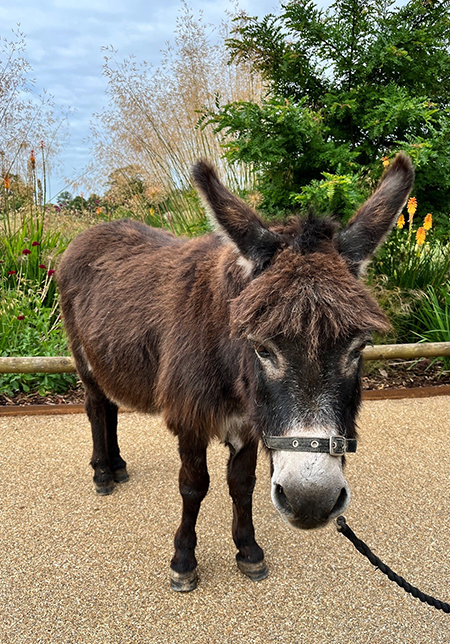 Cotswold Wildlife Park's Danny the donkey