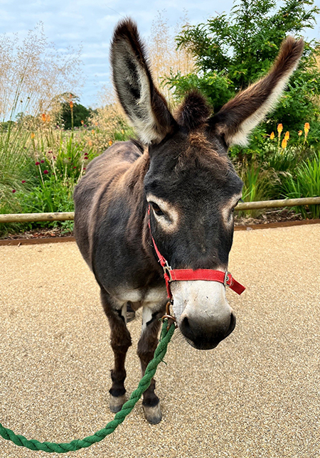 Cotswold Wildlife Park's Penny the donkey