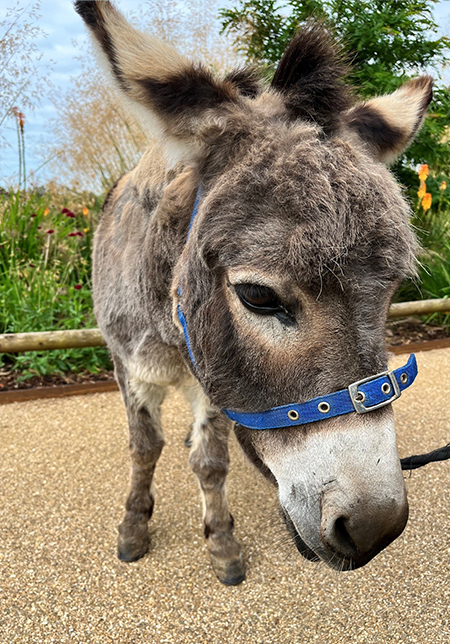 Cotswold Wildlife Park's Skedaddle the donkey