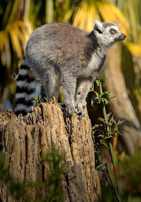 Ring-tailed lemur– Photo credit: Rebecca Louise