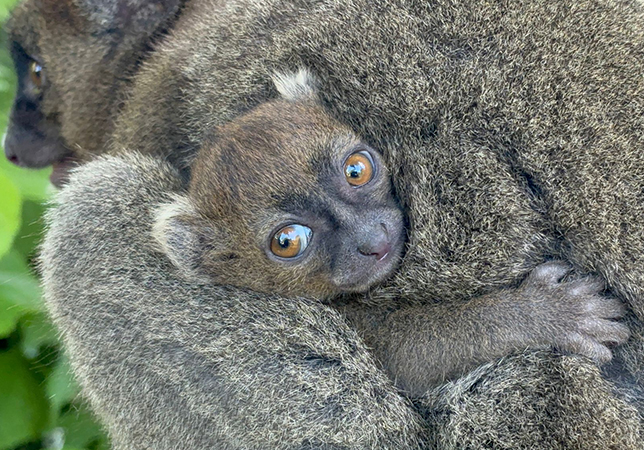 Cotswold Wildlife Park Bamboo Lemur