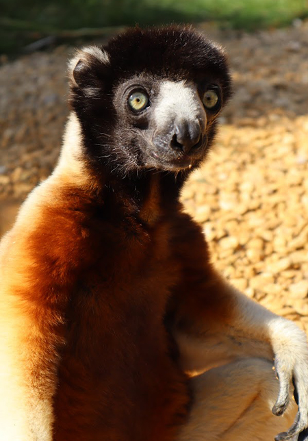 Crowned Sifaka