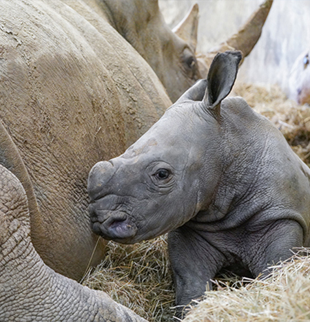 Marcus the baby Rhino