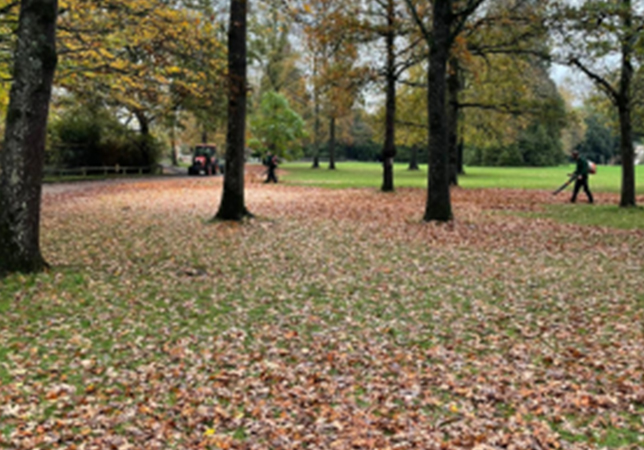 Clearing up the leaves