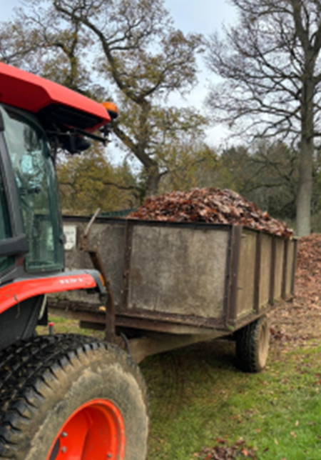 Clearing up the leaves