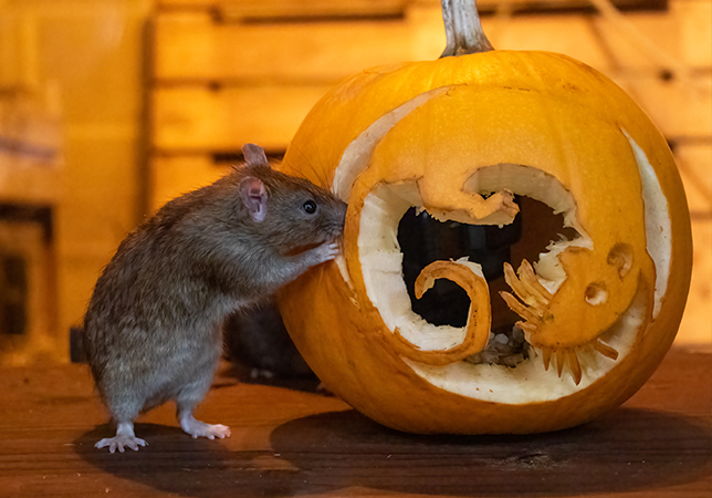 Brown Rat with a carved pumpkin
