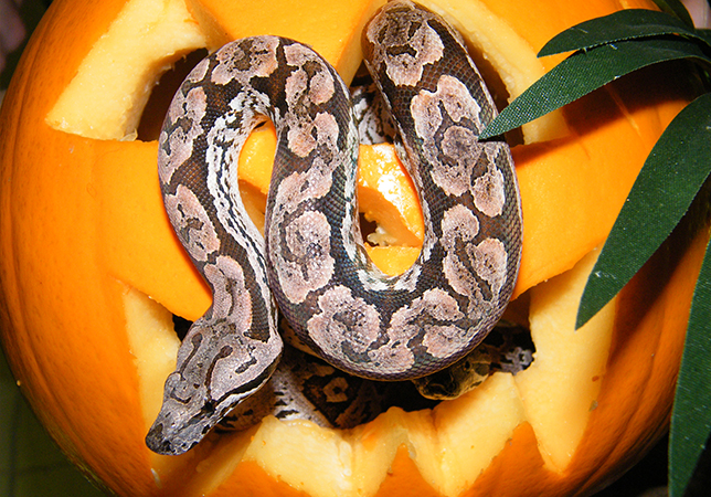 Cotswold Wildlife Park Royal python with a pumpkin