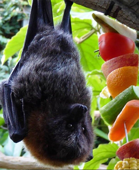 Rodrigues Fruit Bats hanging from the roof of the Tropical House