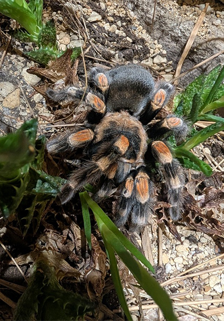 Mexican Red Knee tarantula