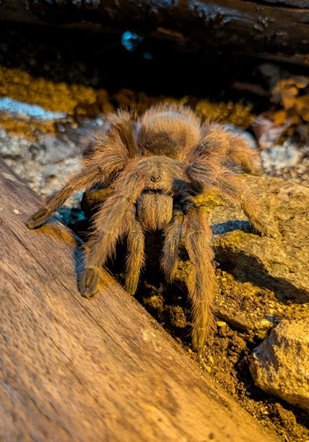 Brazilian Blonde tarantula