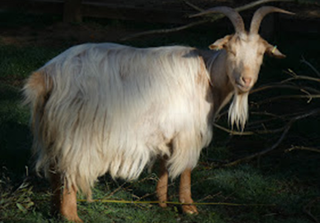 One of the Golden Guernsey Goats – Toffee