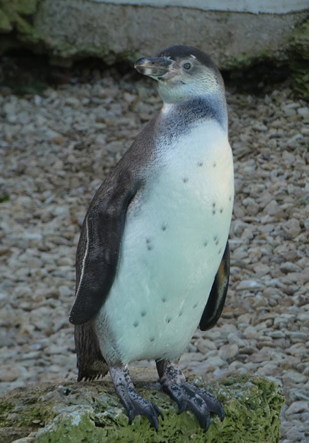 Beryl the Penguin