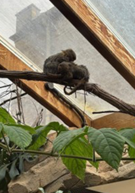 Pygmy Marmosets