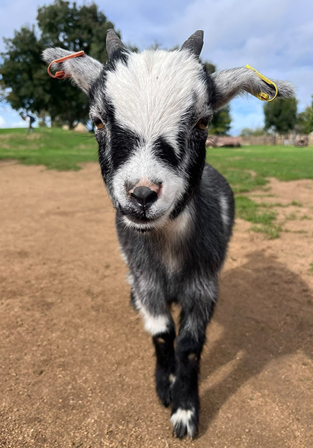 Rossi – Photo credit: volunteer Nicola Beer