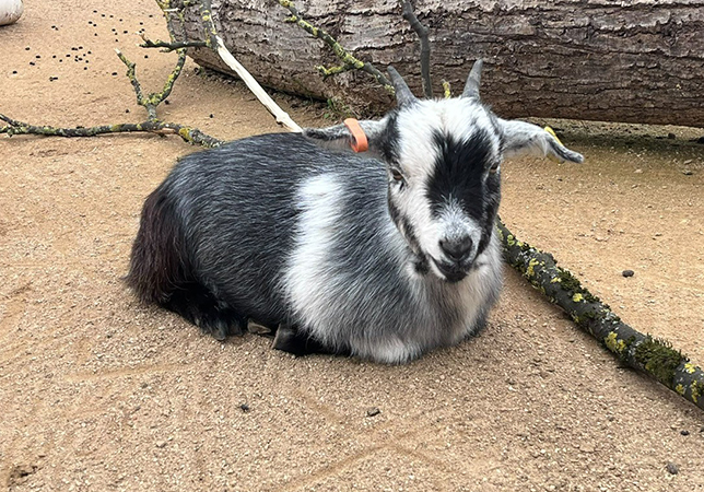 Valentino. Photo credit: volunteer Nicola Beer