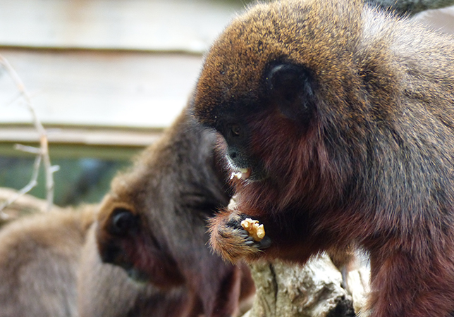 Coppery Titi Monkeys 