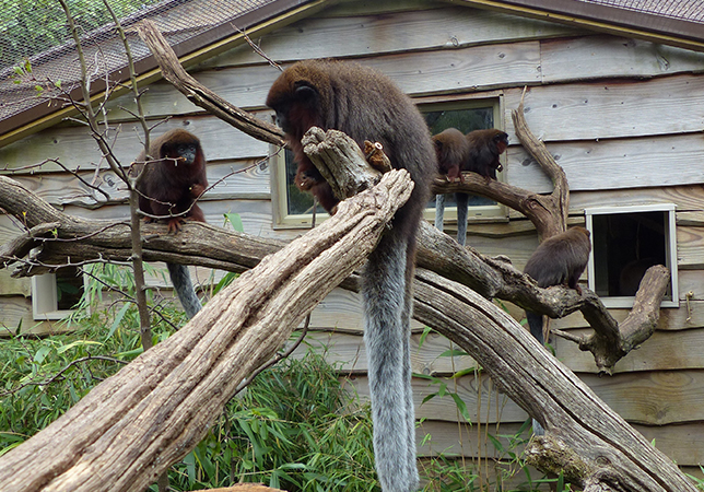 Coppery Titi Monkeys 