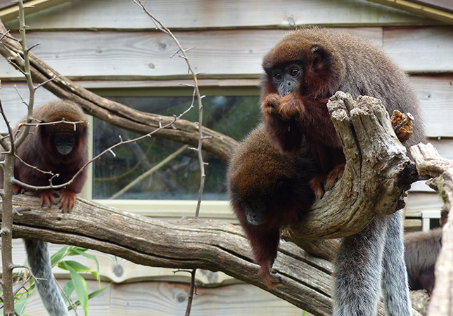 Coppery Titi Monkeys 