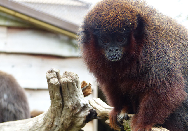 Coppery Titi Monkeys 