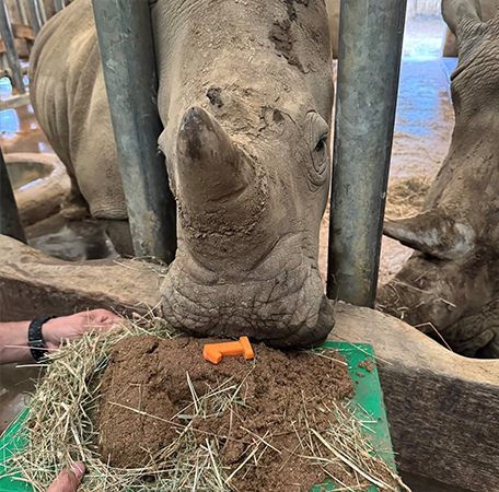 Rhino calf Markus’ first birthday
